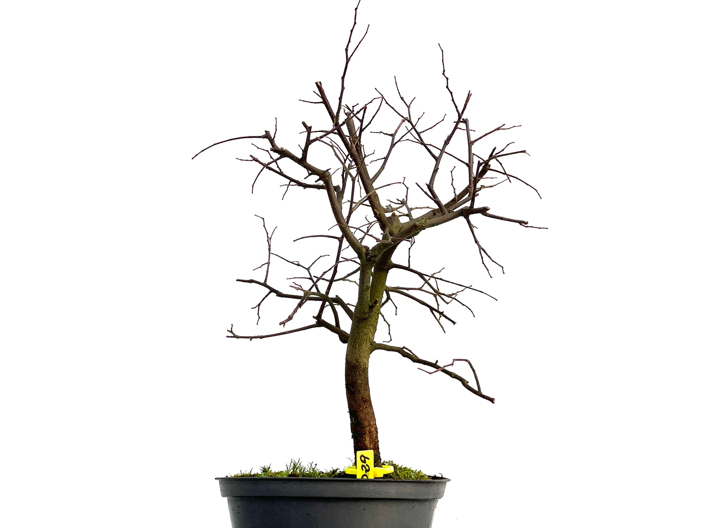 Celtis Australis 3029