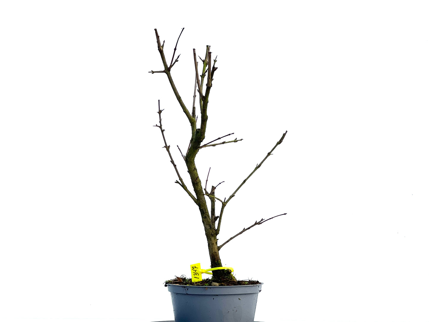 Punica Granatum Nana 1347