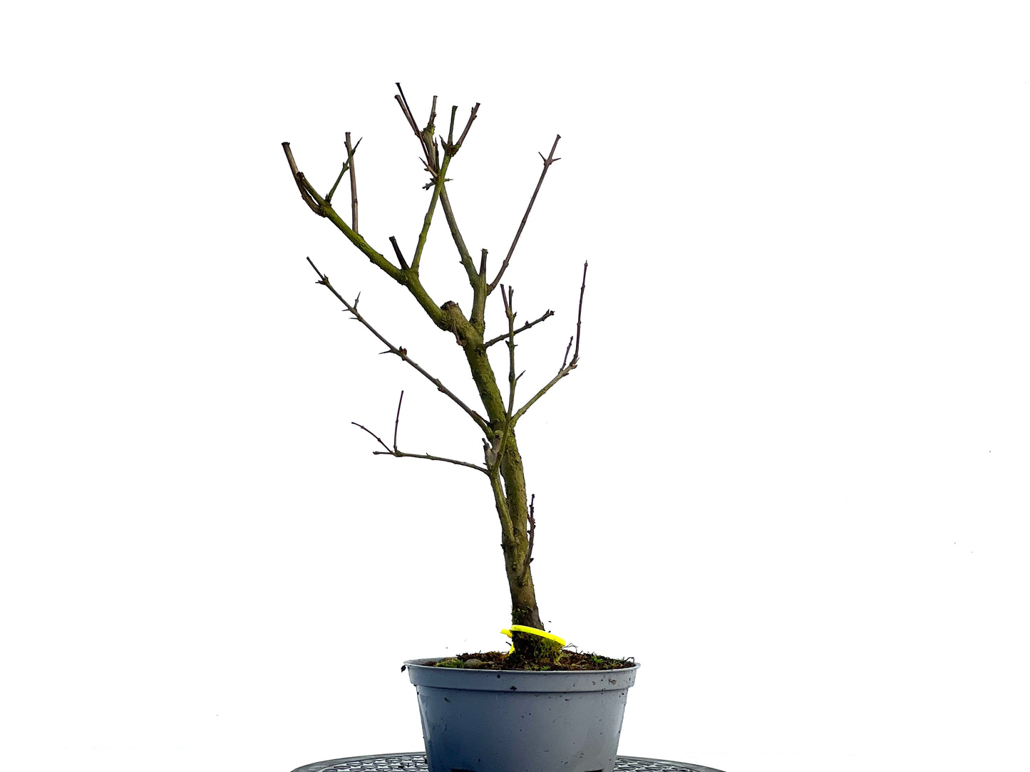 Punica Granatum Nana 1347