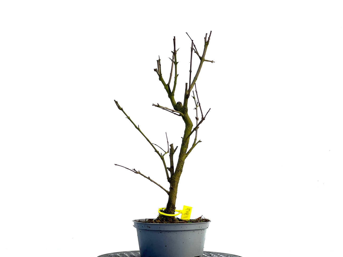 Punica Granatum Nana 1347