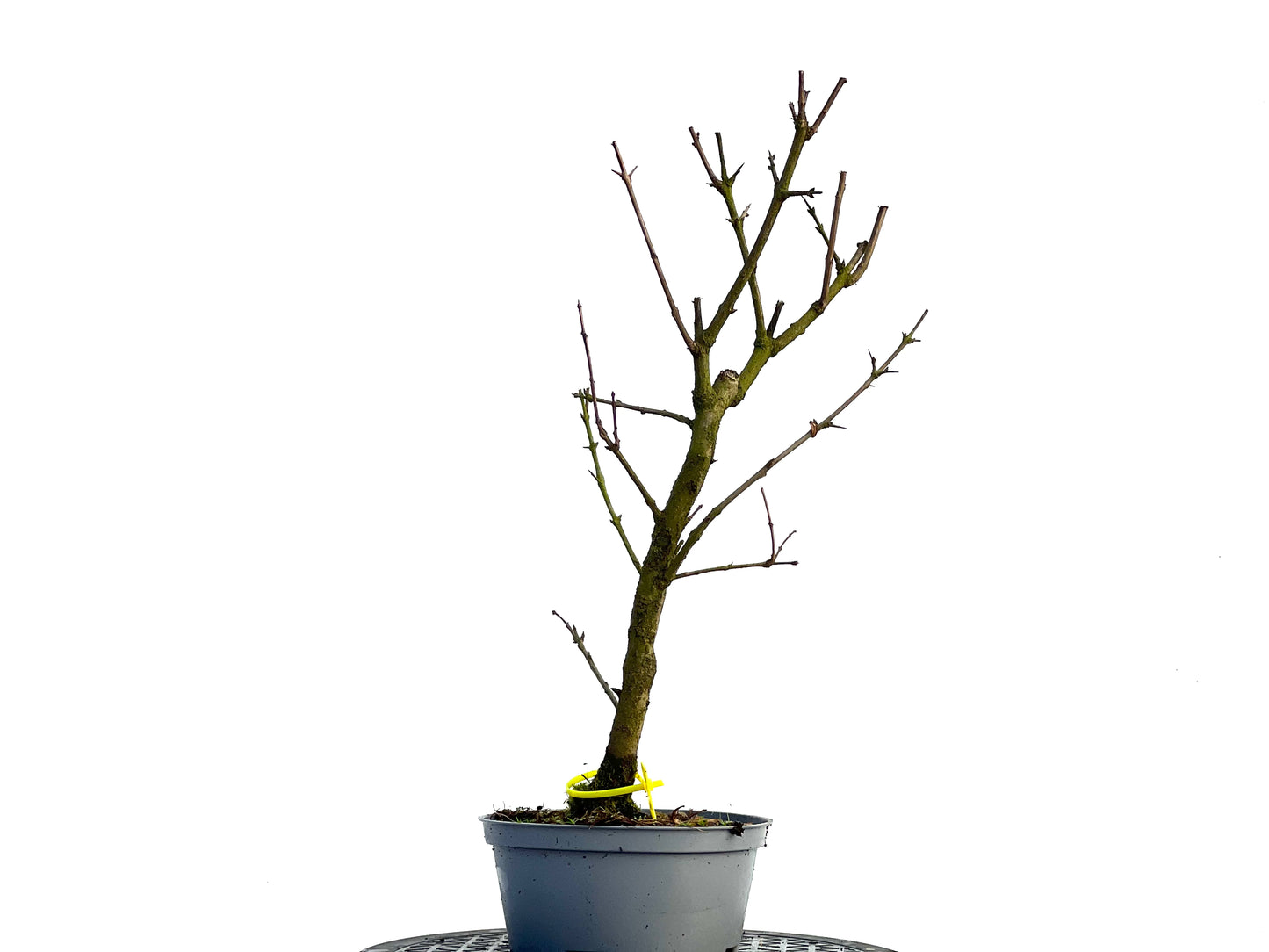 Punica Granatum Nana 1347