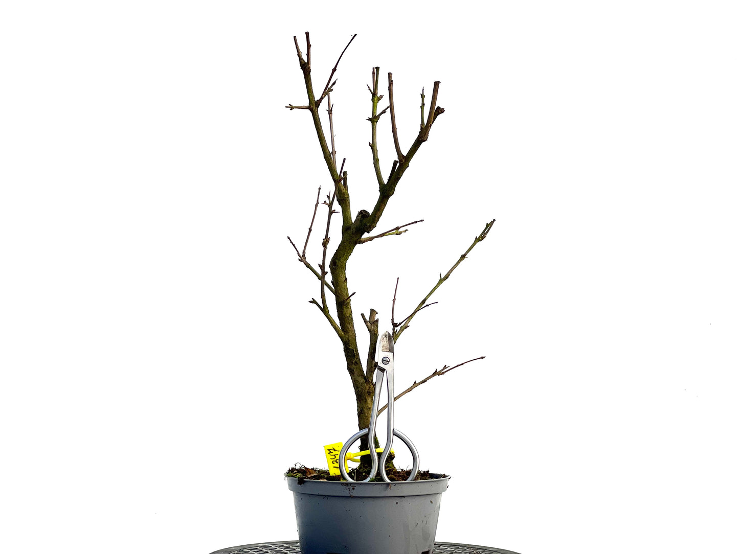 Punica Granatum Nana 1347