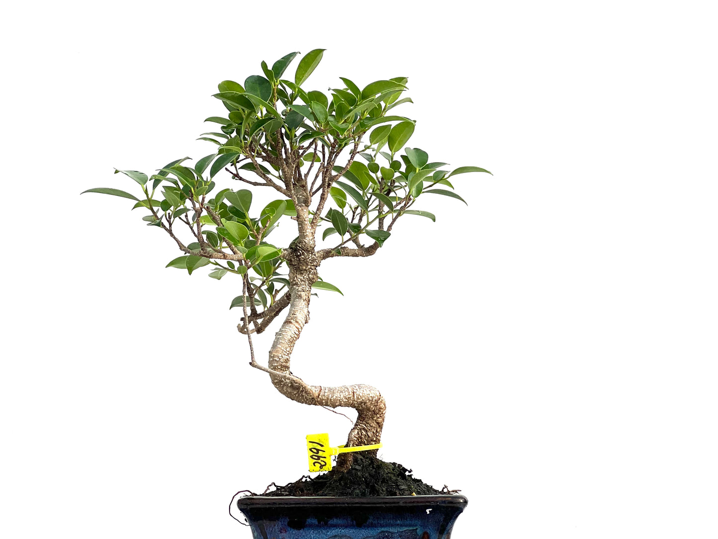 Ficus Tiger Bark 2991