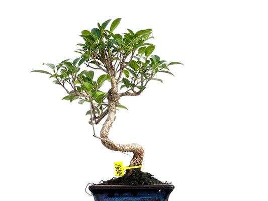 Ficus Tiger Bark 2991