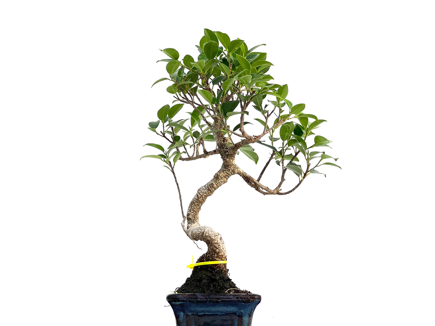 Ficus Tiger Bark 2991