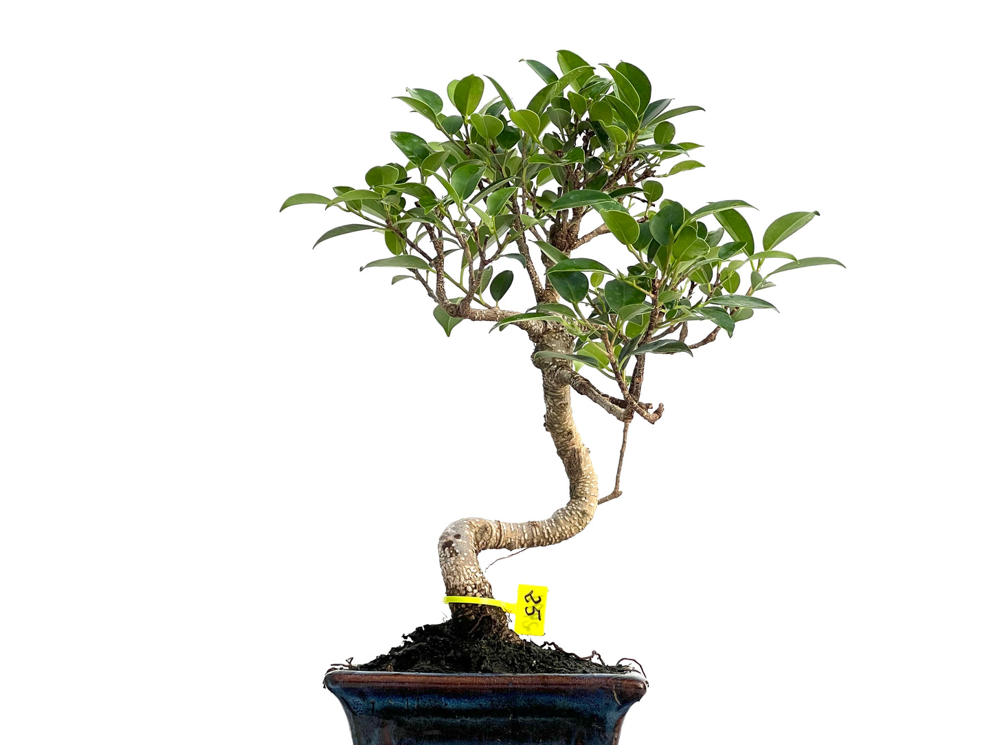 Ficus Tiger Bark 2991