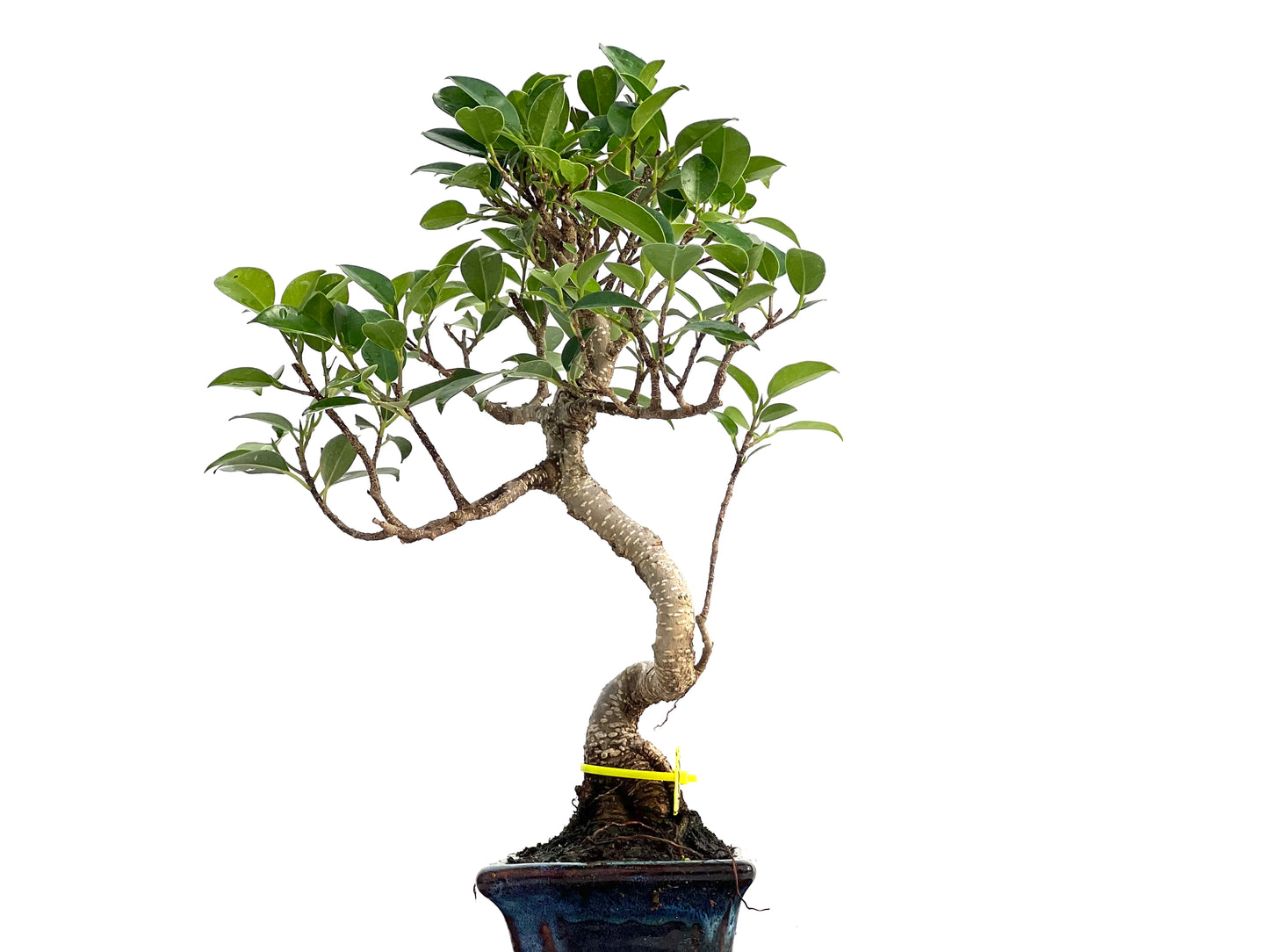 Ficus Tiger Bark 2991