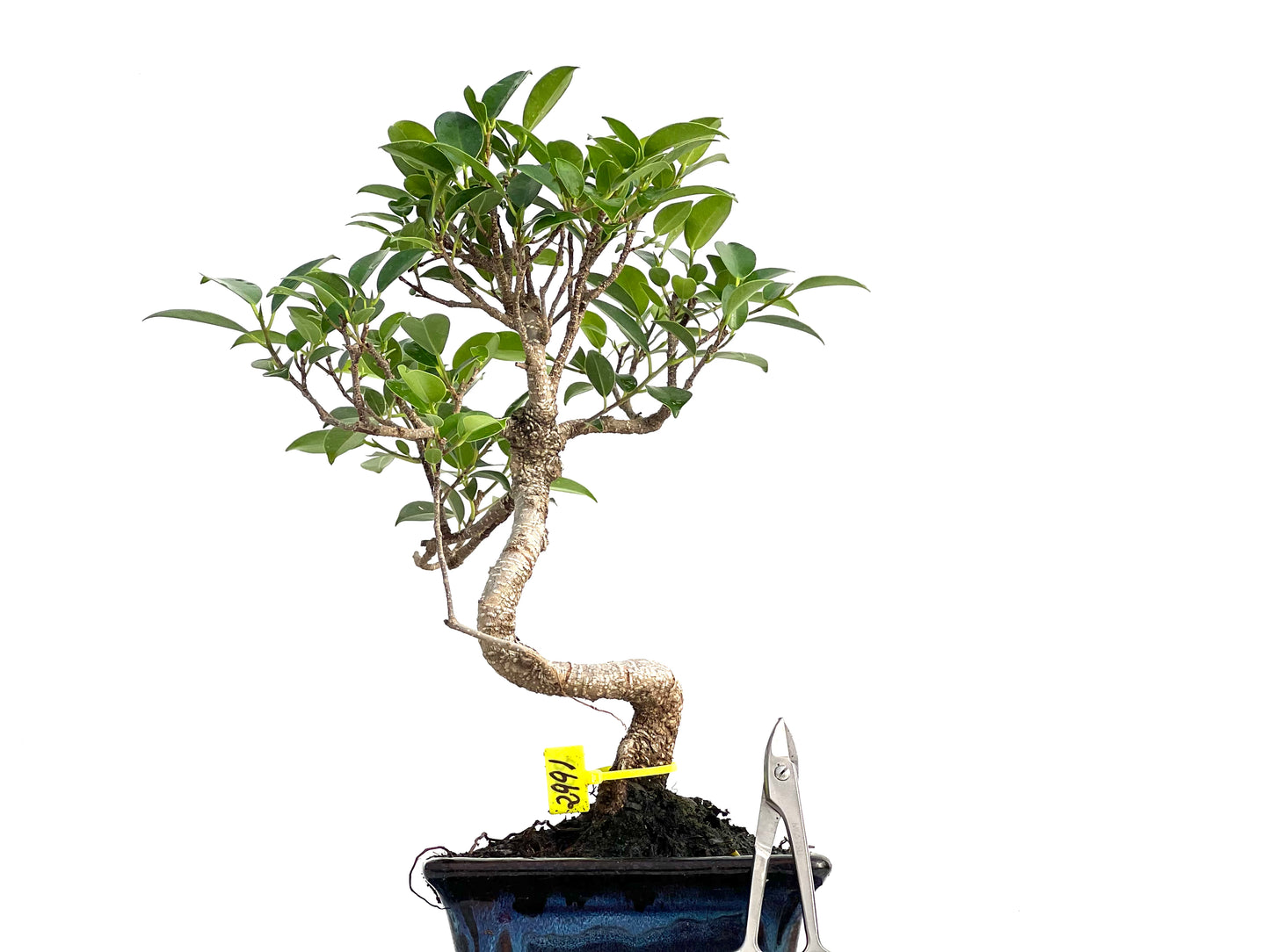 Ficus Tiger Bark 2991