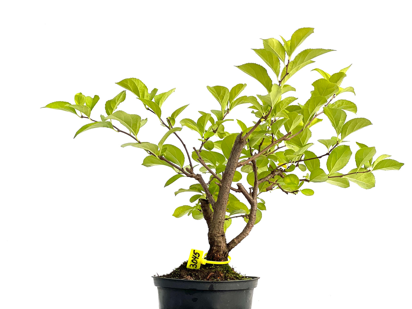 Celastrum Orbiculatus 3045