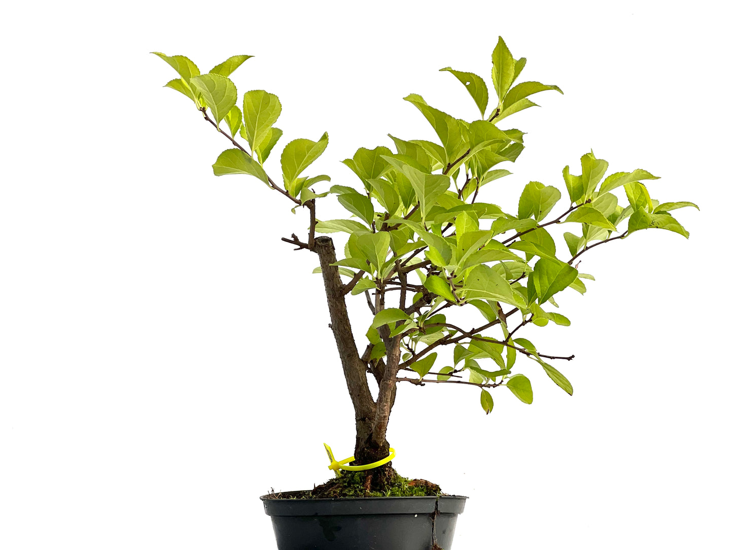 Celastrum Orbiculatus 3045