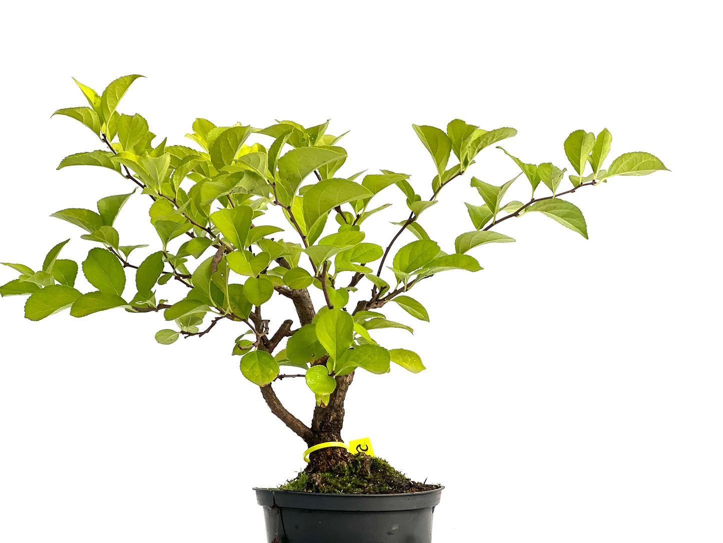 Celastrum Orbiculatus 3045