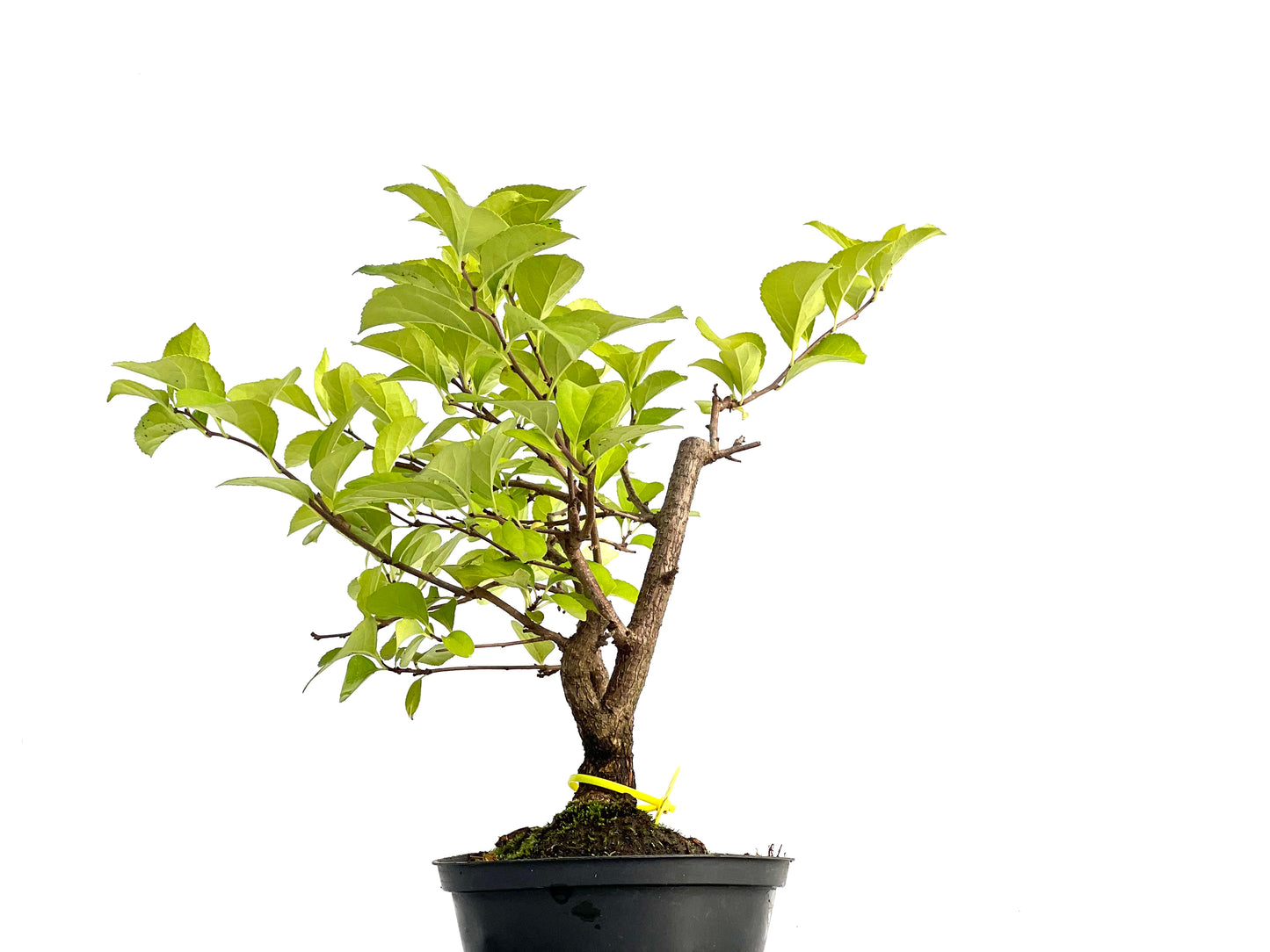 Celastrum Orbiculatus 3045