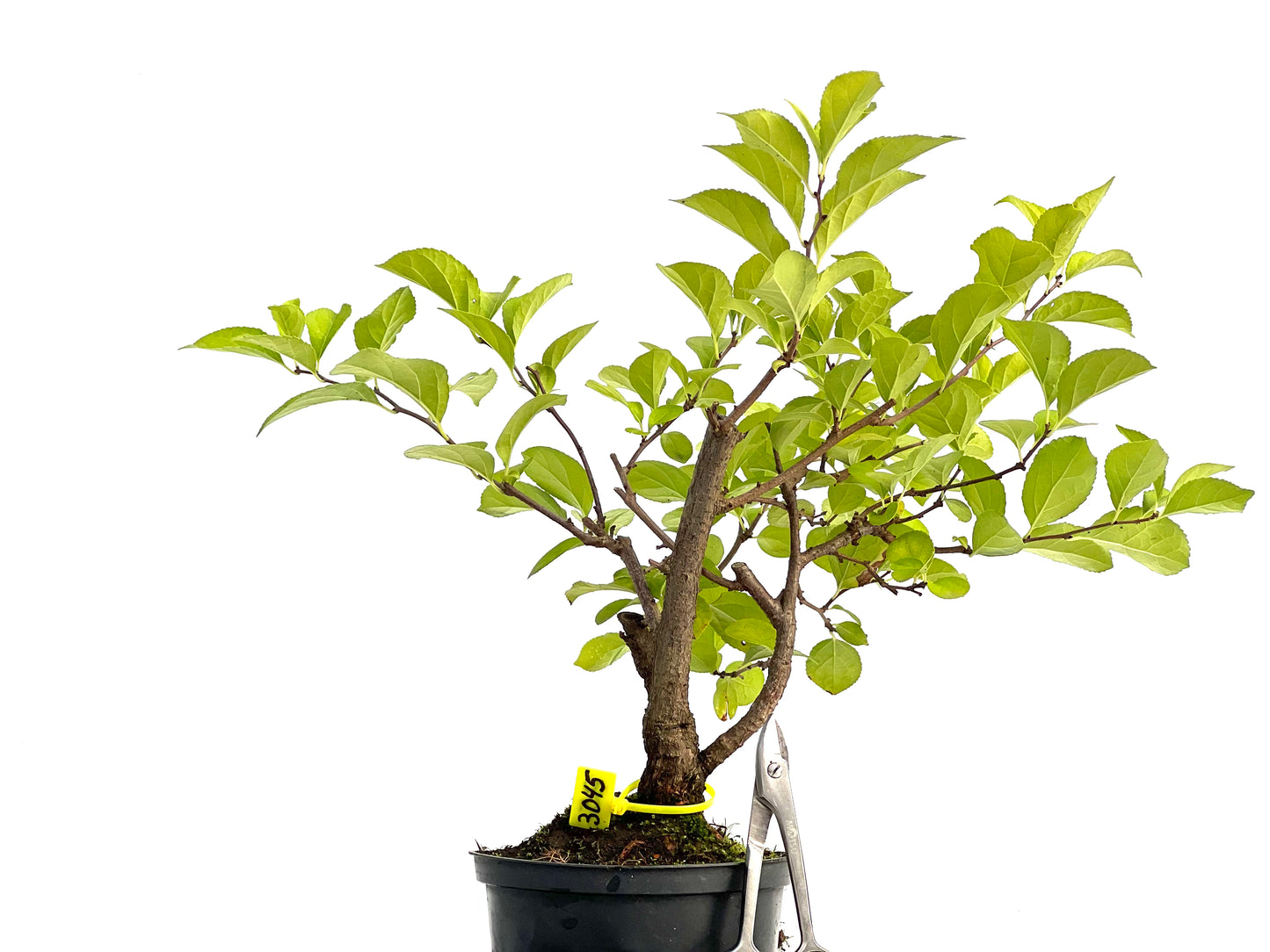 Celastrum Orbiculatus 3045