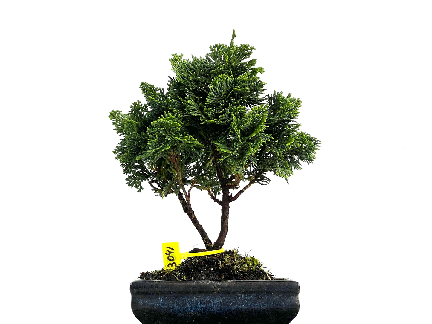 Chamaecyparis Obtusa Nana 3041