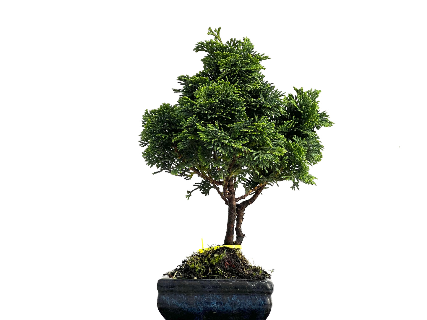 Chamaecyparis Obtusa Nana 3041