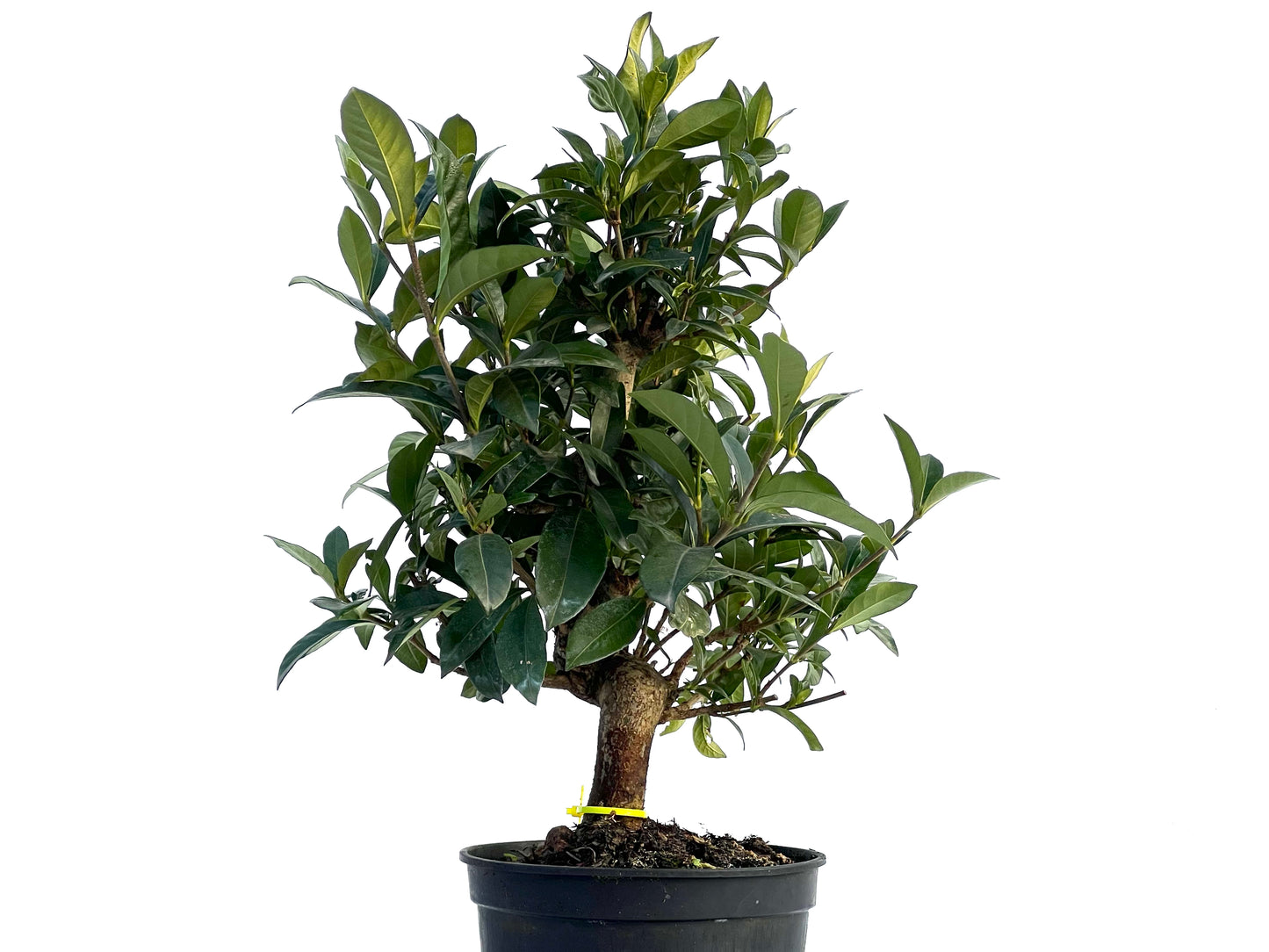 Gardenia Jasminoides 1618