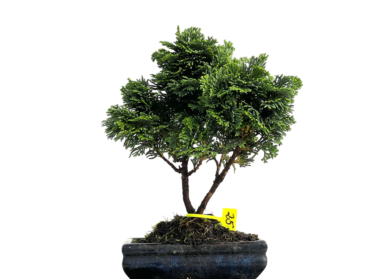 Chamaecyparis Obtusa Nana 3041