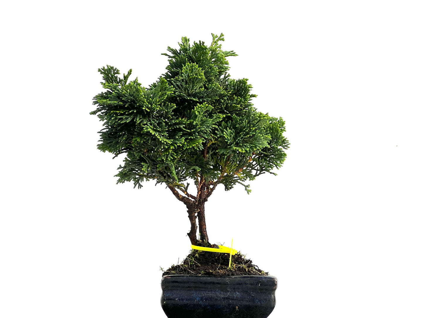 Chamaecyparis Obtusa Nana 3041