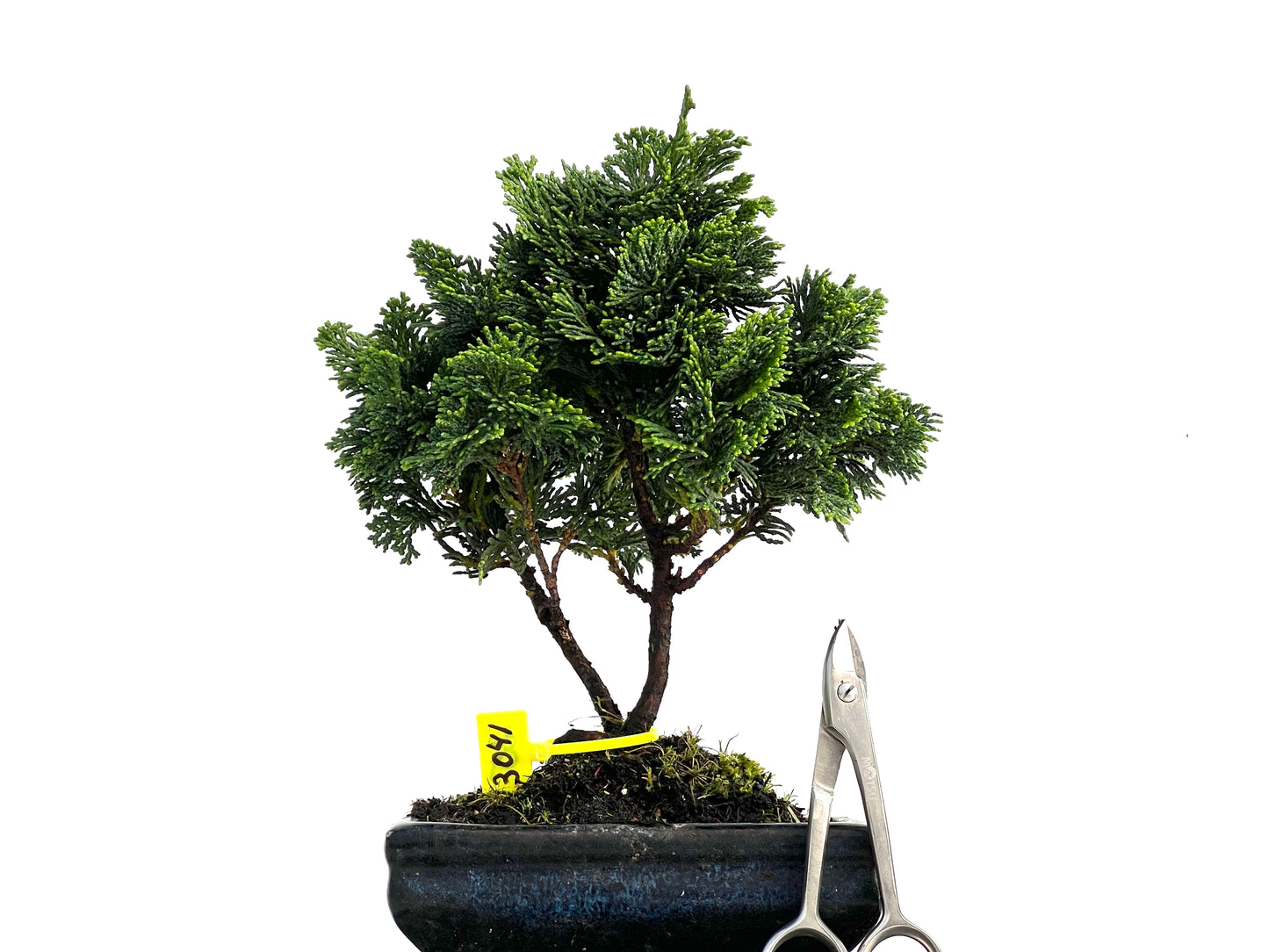 Chamaecyparis Obtusa Nana 3041