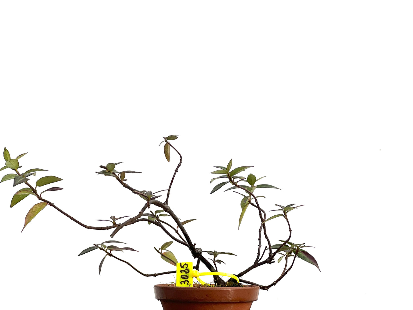 Trachelospermum Asiaticum 3025