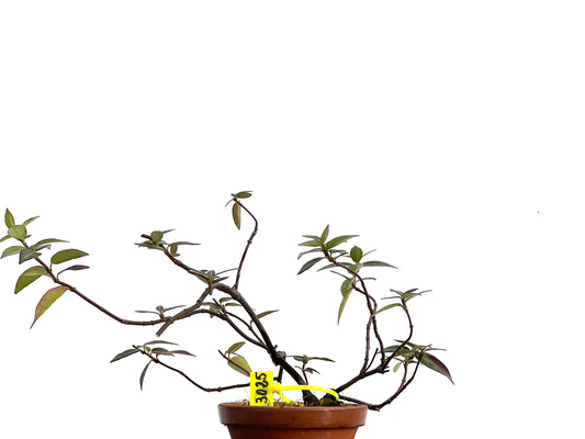 Trachelospermum Asiaticum 3025