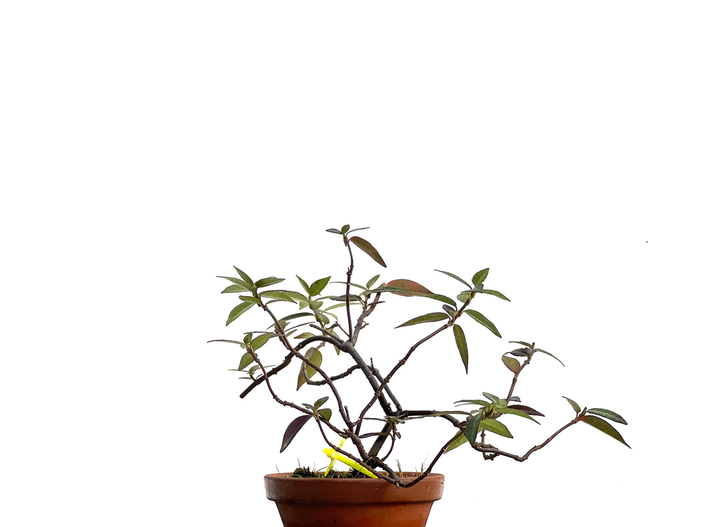 Trachelospermum Asiaticum 3025