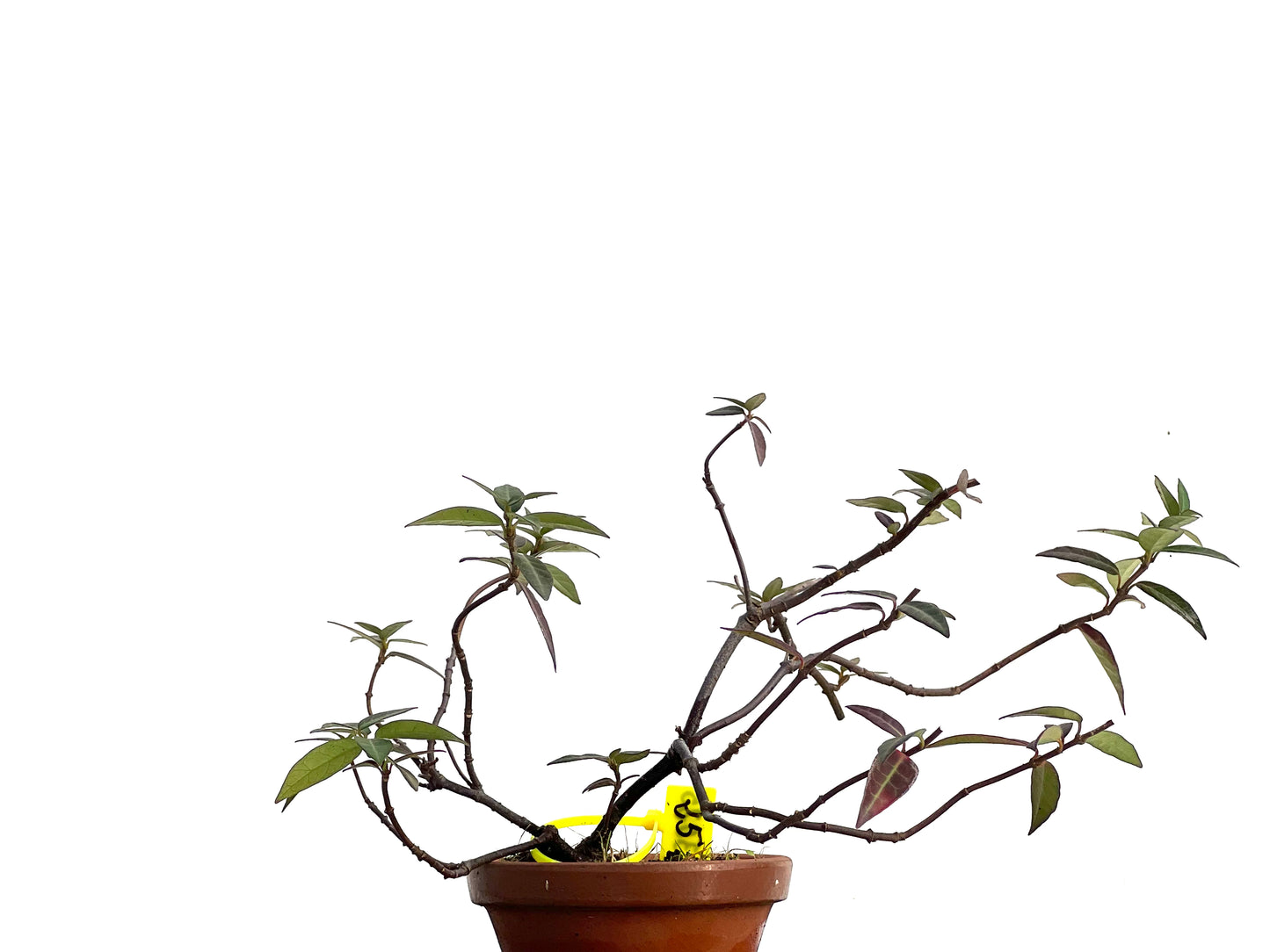 Trachelospermum Asiaticum 3025