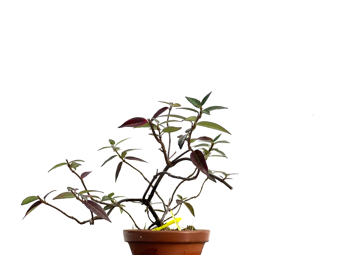 Trachelospermum Asiaticum 3025