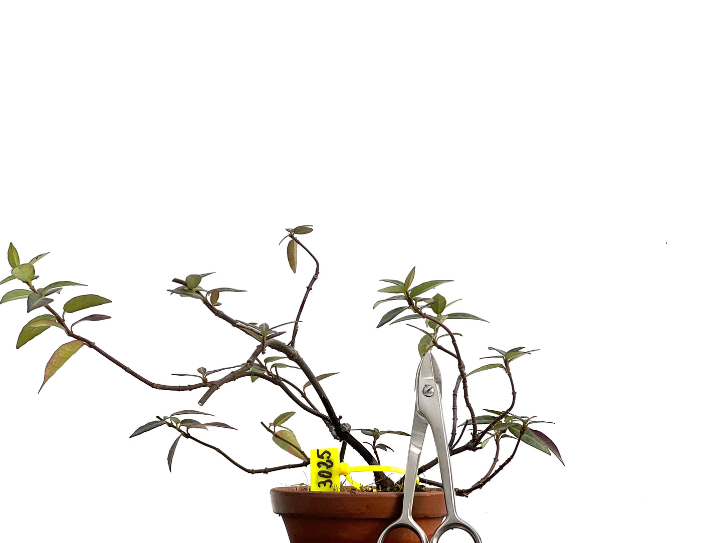 Trachelospermum Asiaticum 3025