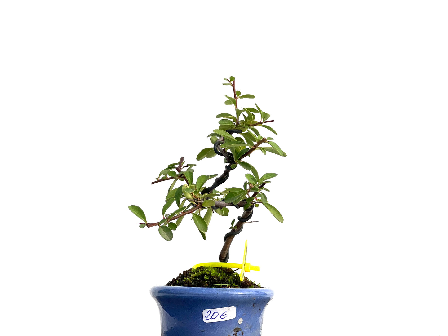 Pyracantha 3058
