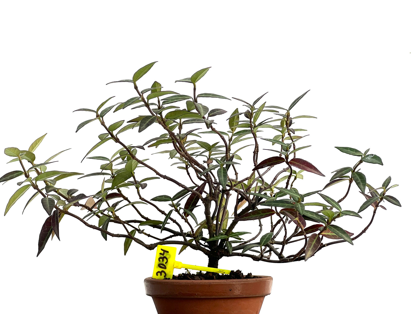 Trachelospermum Asiaticum 3034