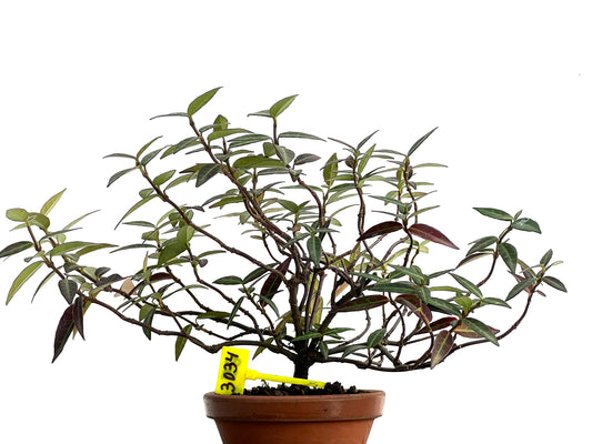 Trachelospermum Asiaticum 3034