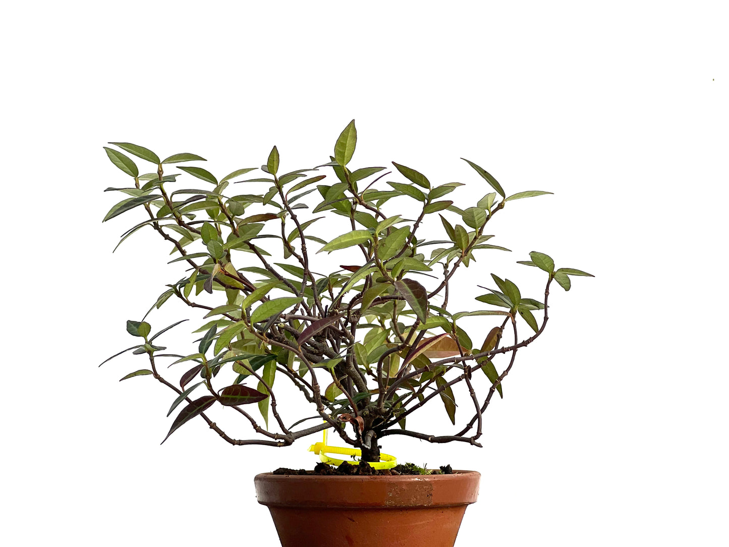 Trachelospermum Asiaticum 3034