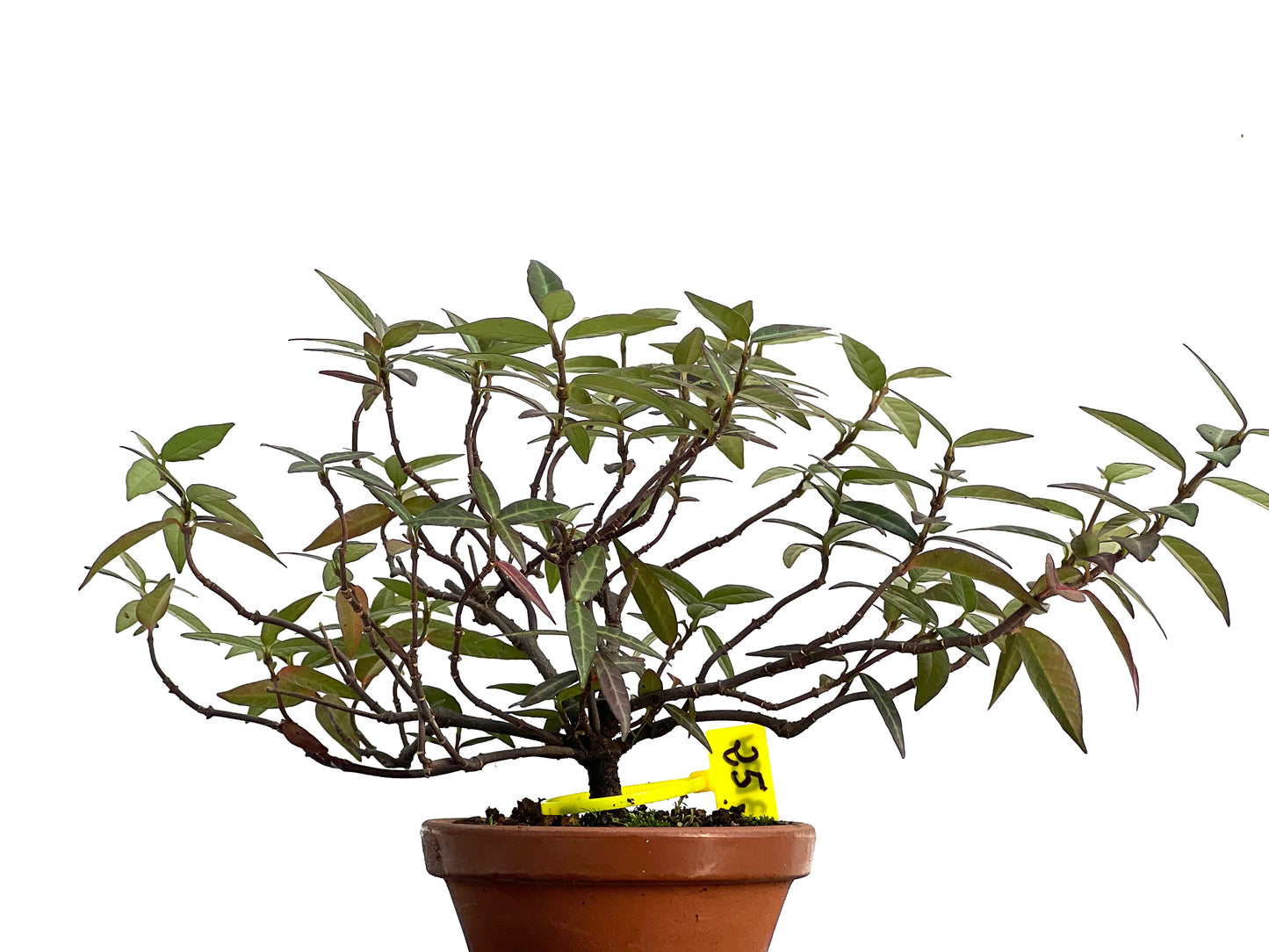 Trachelospermum Asiaticum 3034