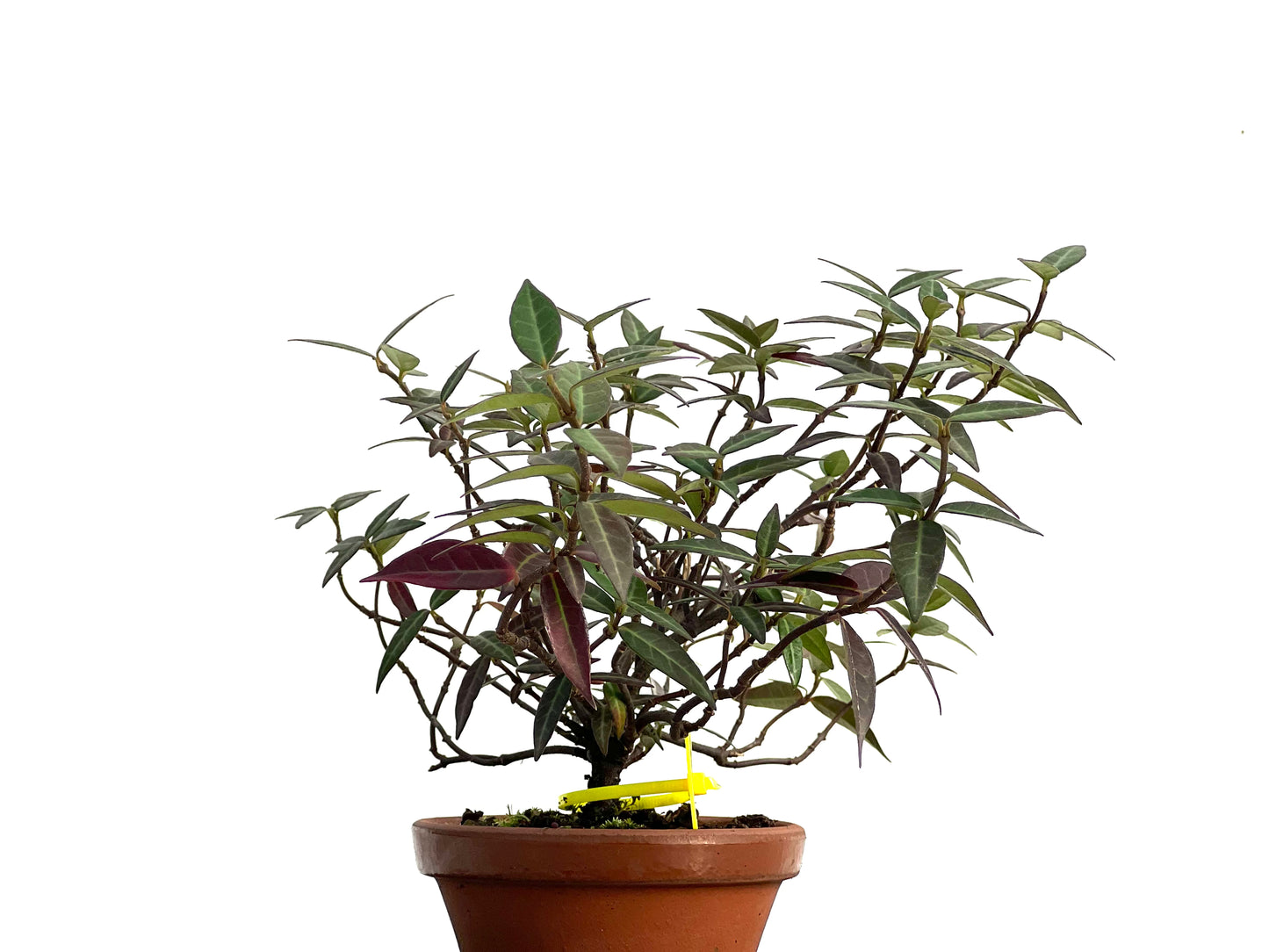 Trachelospermum Asiaticum 3034