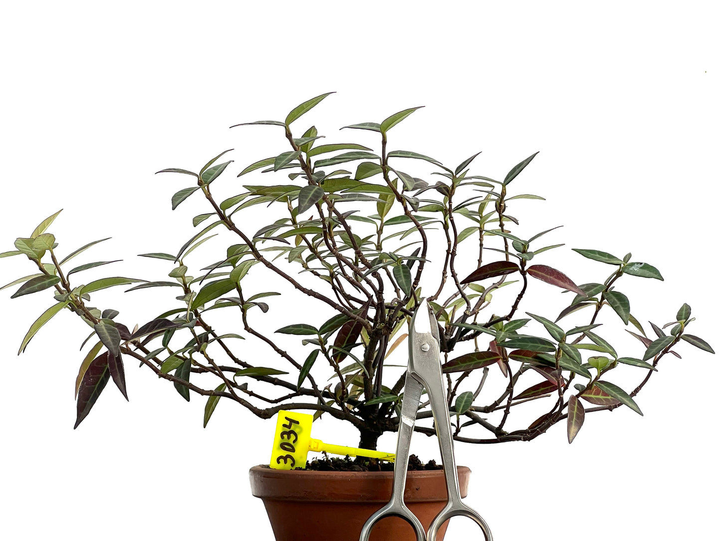 Trachelospermum Asiaticum 3034