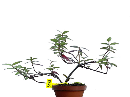 Trachelospermum Asiaticum 3043