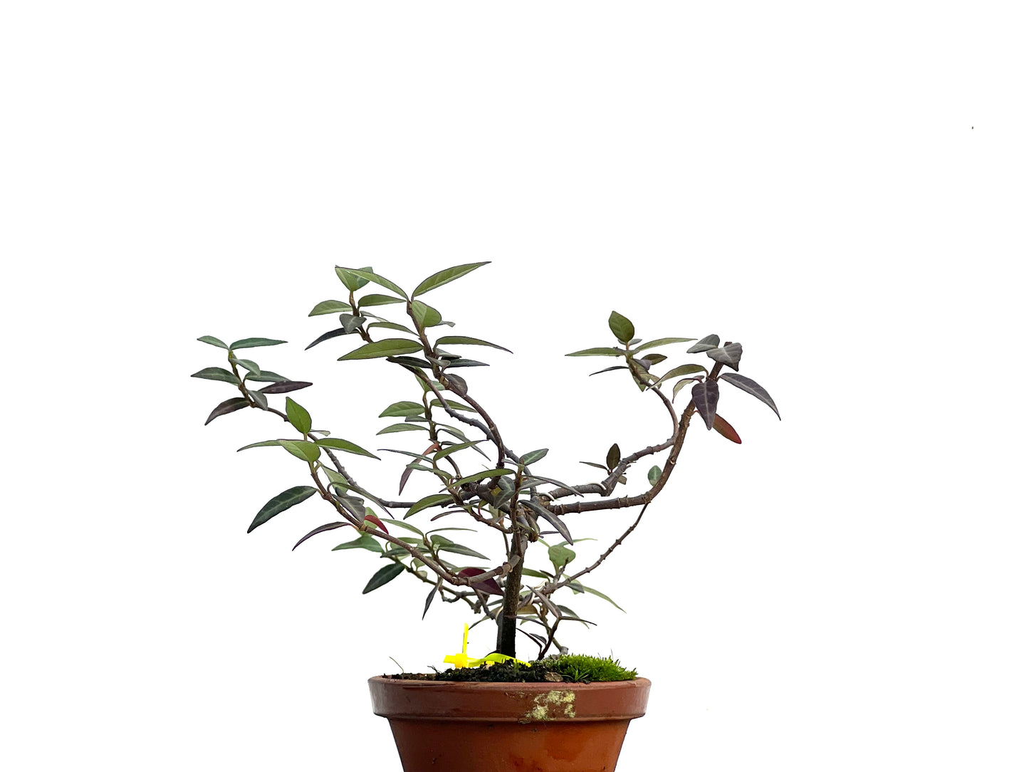 Trachelospermum Asiaticum 3043