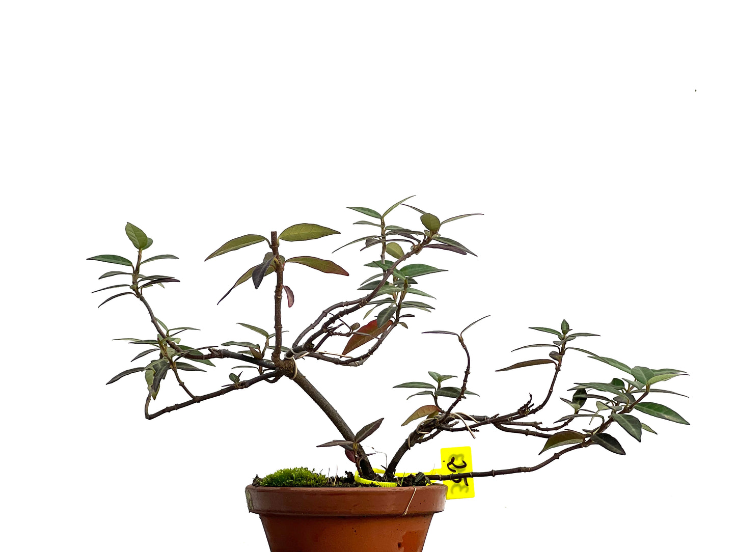 Trachelospermum Asiaticum 3043