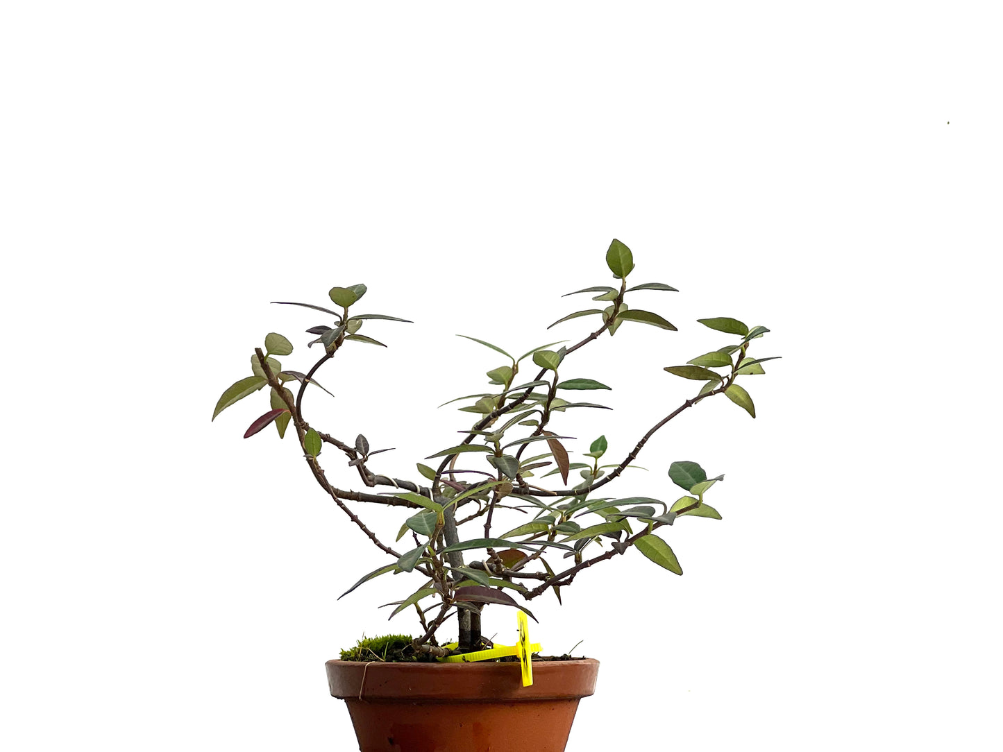 Trachelospermum Asiaticum 3043