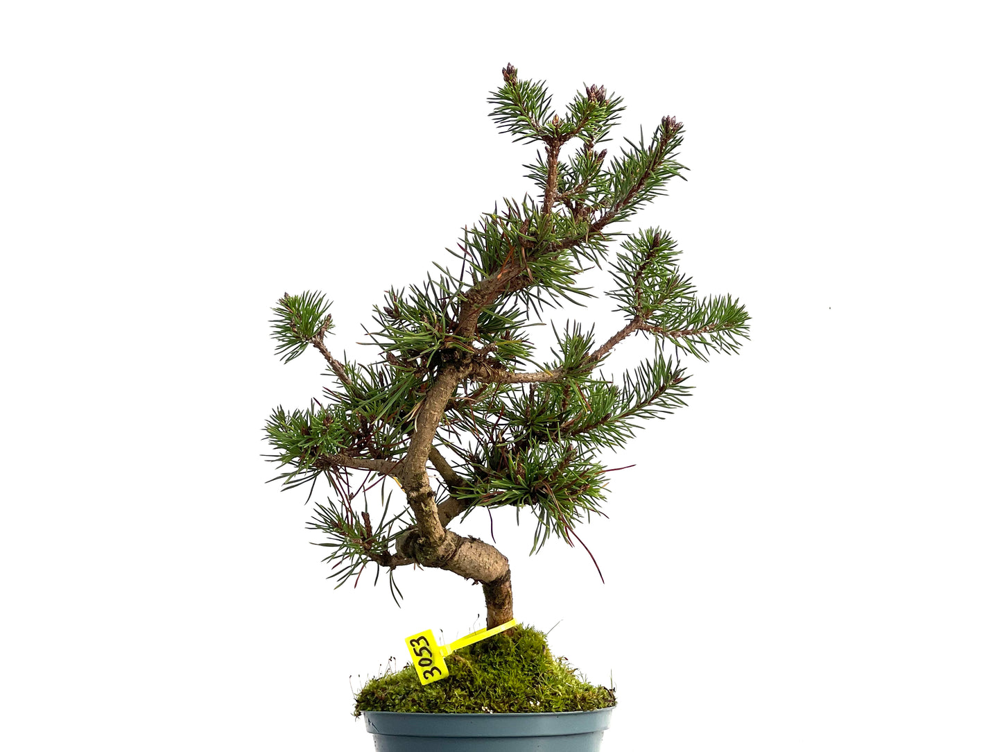 Pinus Sylvestris 3053