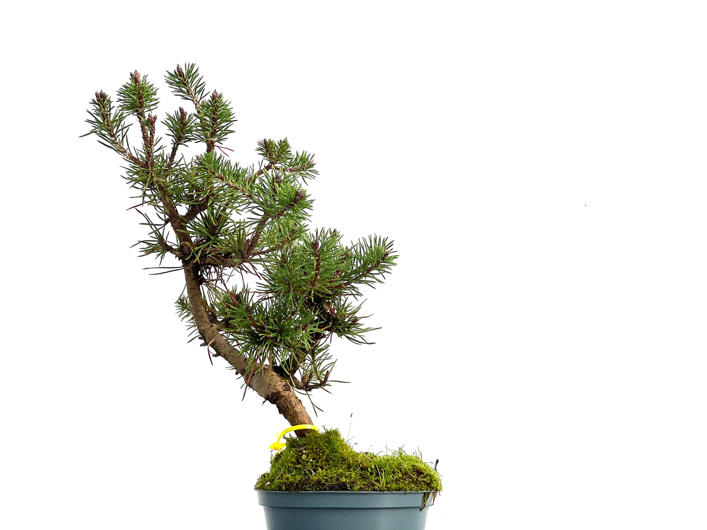 Pinus Sylvestris 3053