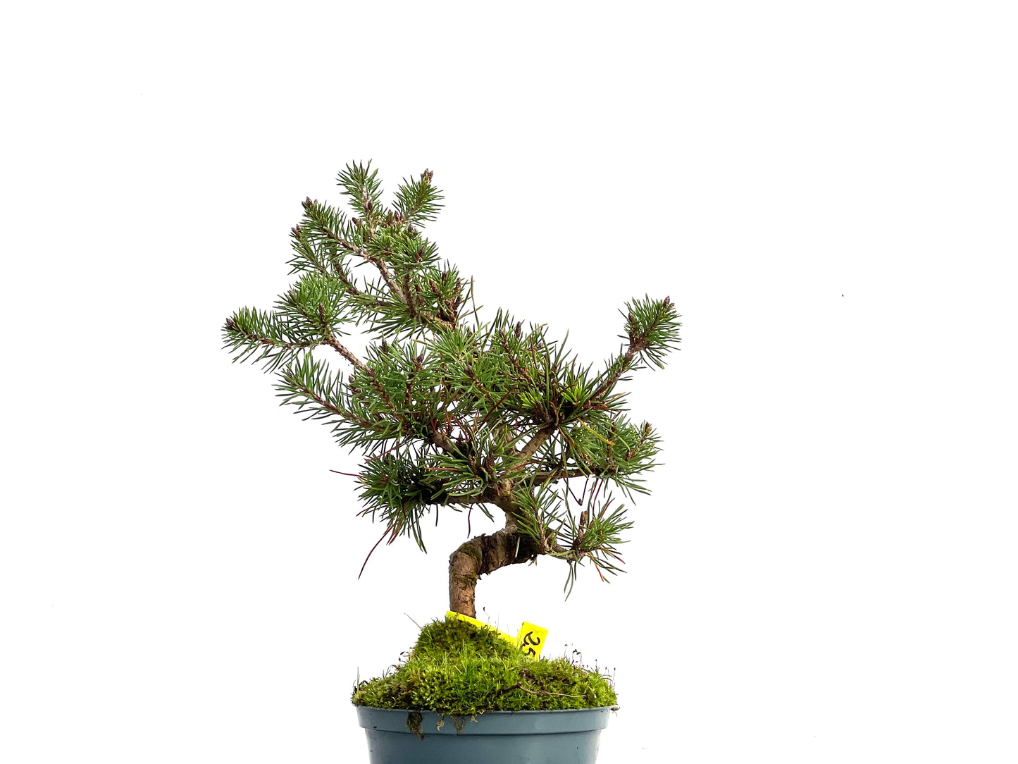 Pinus Sylvestris 3053