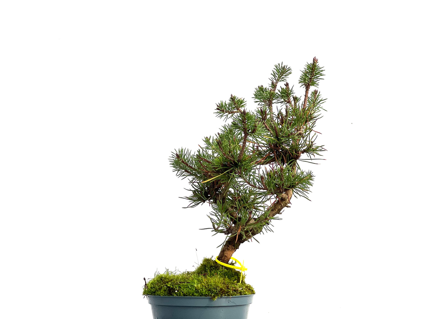 Pinus Sylvestris 3053