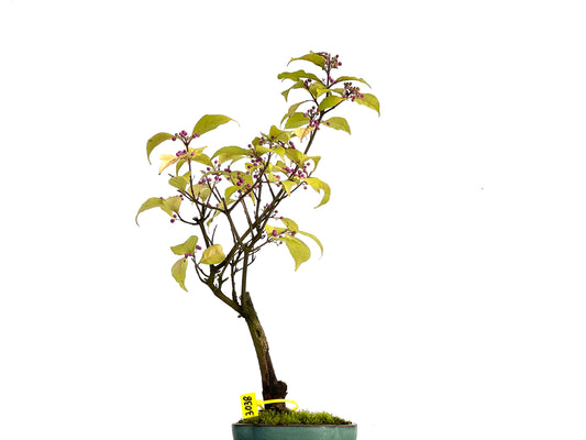 Callicarpa Japonica 3038