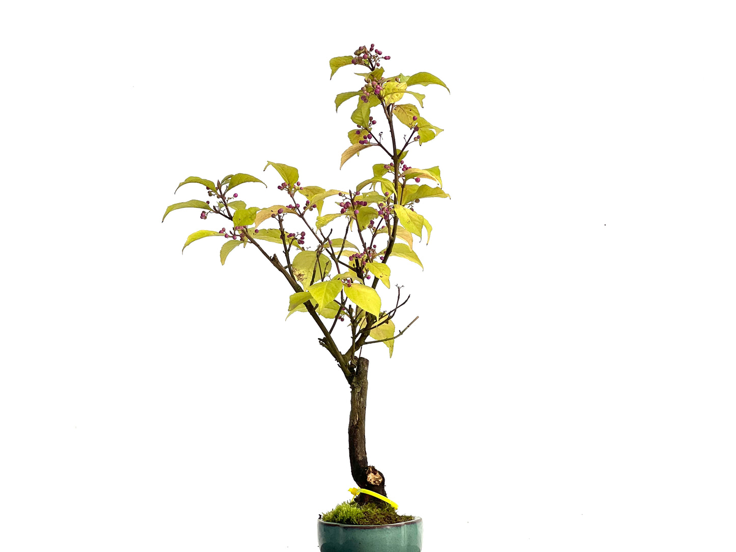 Callicarpa Japonica 3038