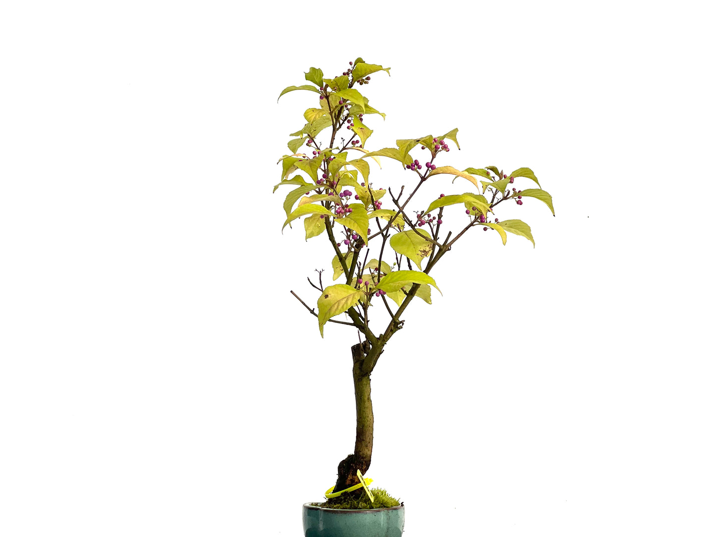 Callicarpa Japonica 3038