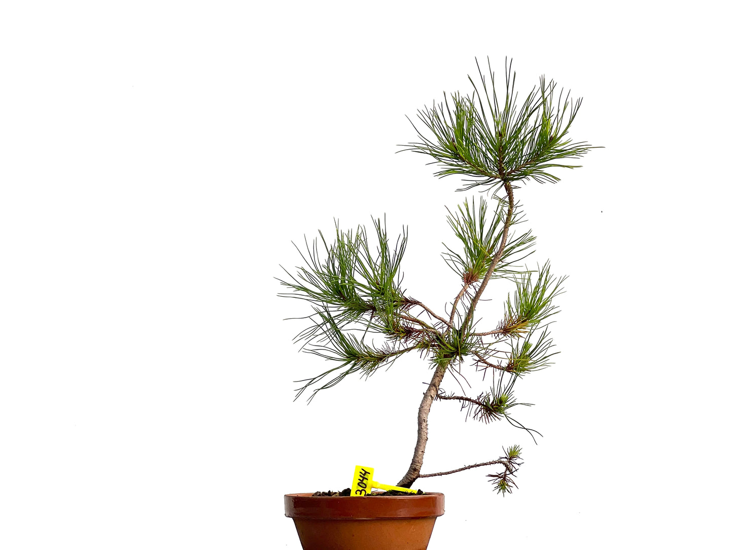 Pinus Pinea 3044