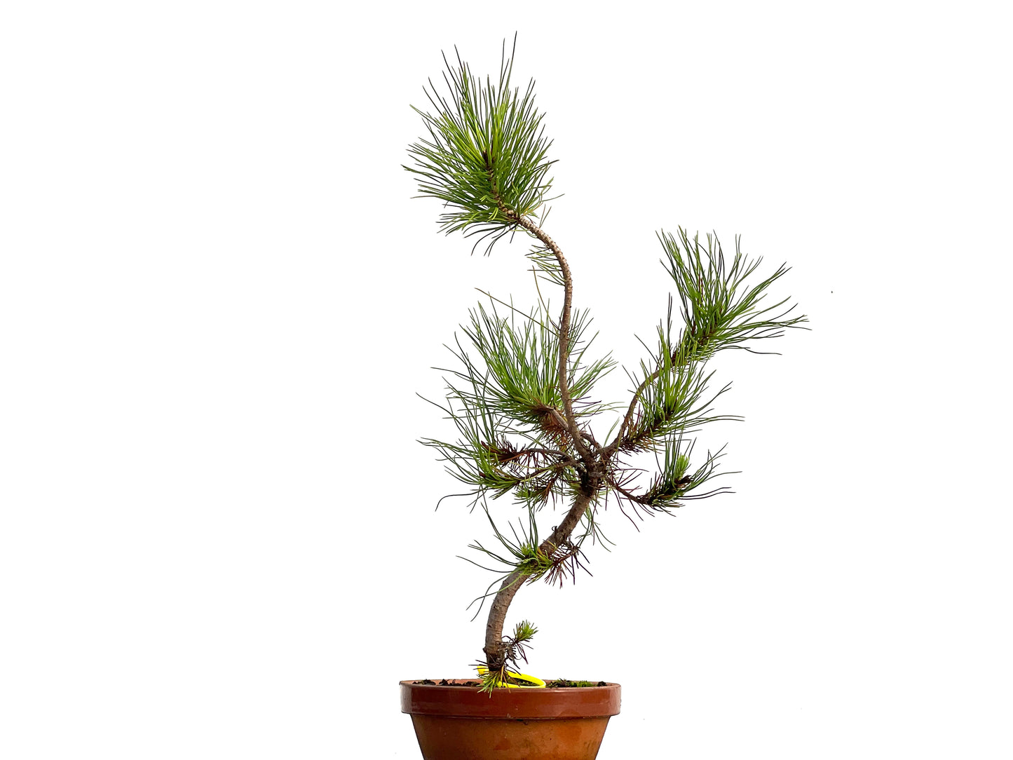 Pinus Pinea 3044