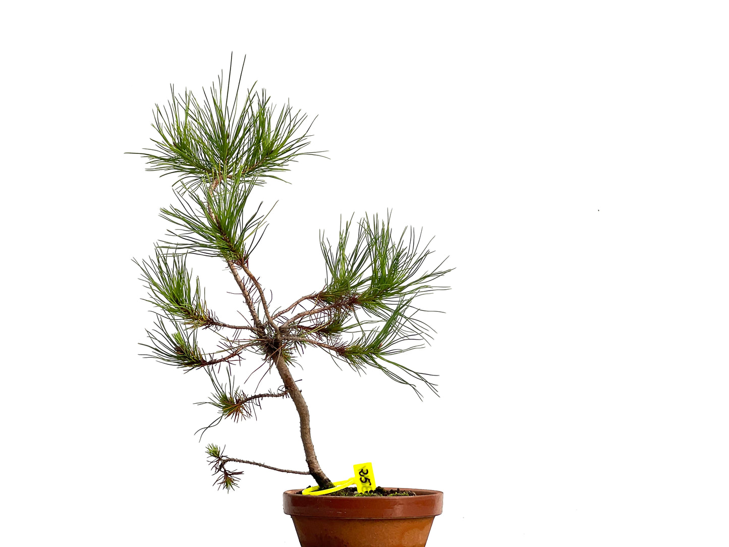 Pinus Pinea 3044